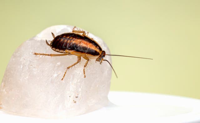 bubasvaba