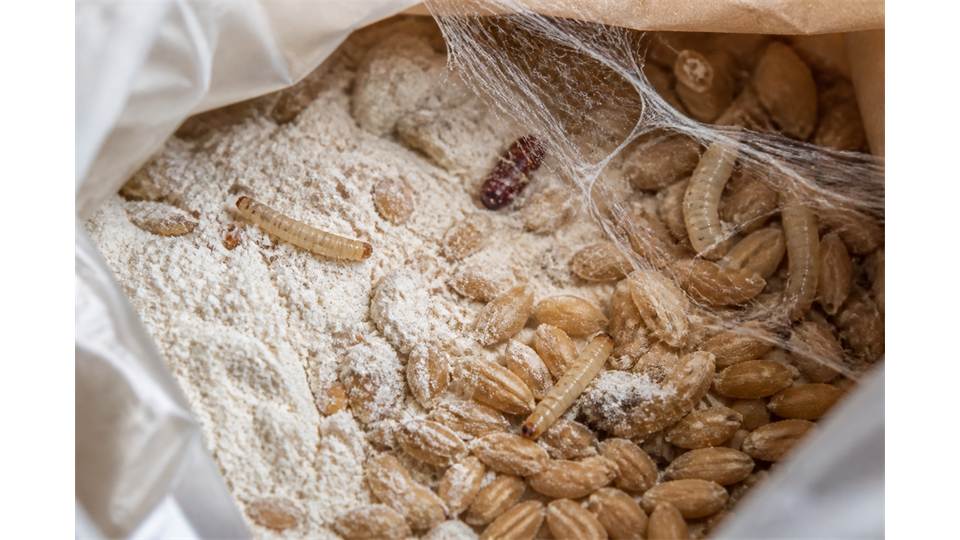 Larve kuhinjskih moljaca i paucinasta vlakna u brasnu i zitaricama