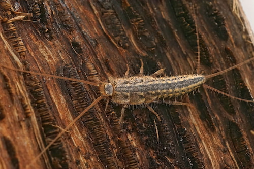 srebrne ribice - silverfish