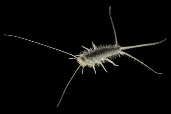 srebrna ribica