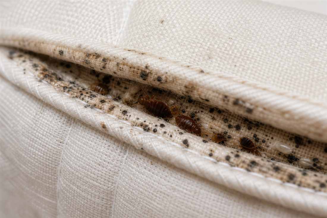 Krevetne stenice i tamni tragovi duboko u savu duseka gde povrsno ciscenje nije dovoljno